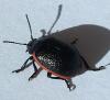 Chrysolina kuesteri